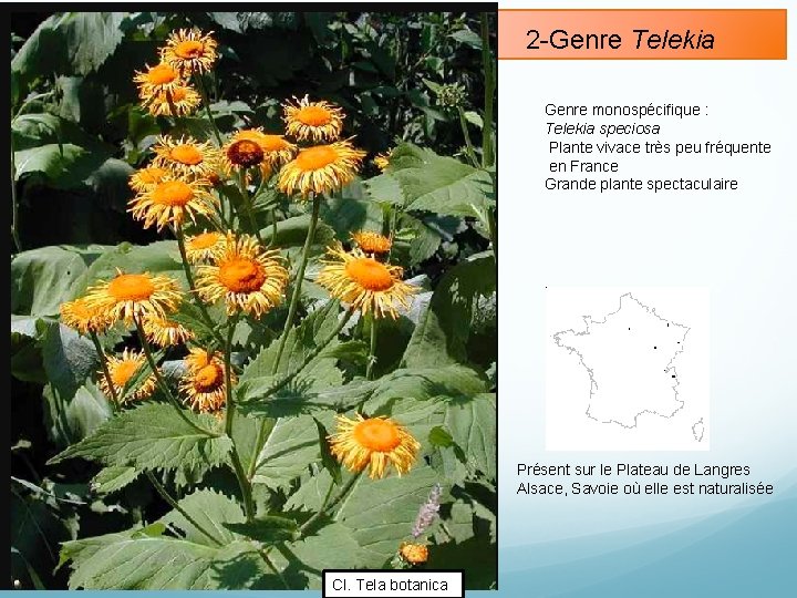 2 -Genre Telekia Genre monospécifique : Telekia speciosa Plante vivace très peu fréquente en
