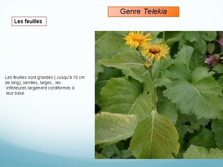Genre Telekia Les feuilles sont grandes ( Jusqu’à 10 cm de long), serrées, larges
