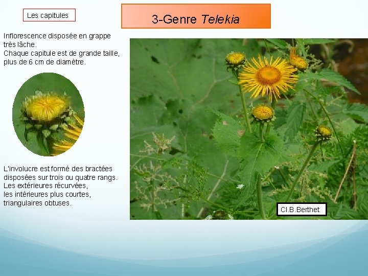 Les capitules 3 -Genre Telekia Inflorescence disposée en grappe très lâche. Chaque capitule est