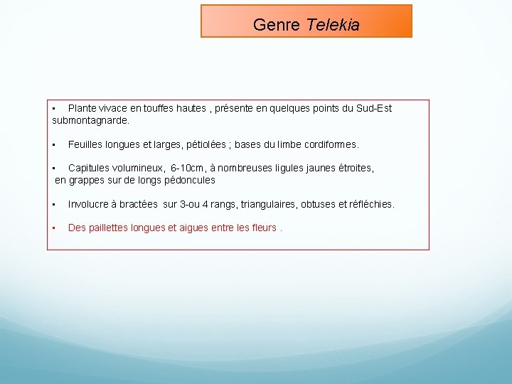 Genre Telekia • Plante vivace en touffes hautes , présente en quelques points du