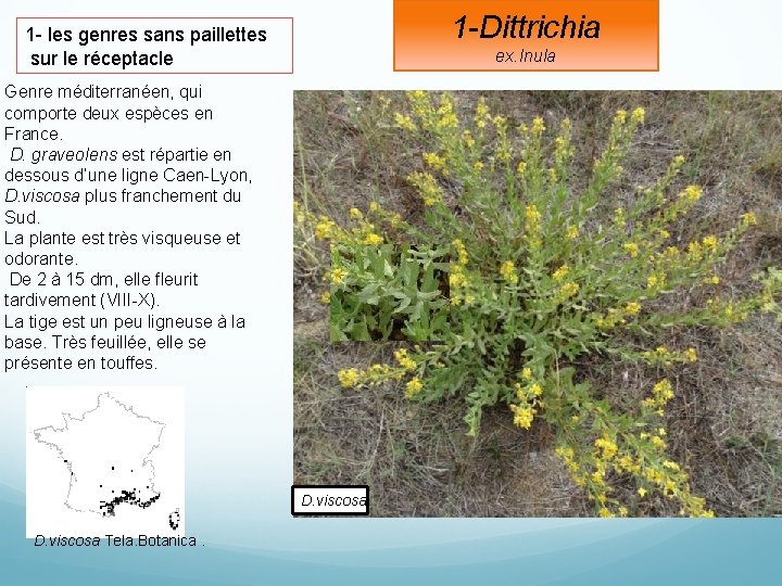 1 -Dittrichia 1 - les genres sans paillettes sur le réceptacle ex. Inula Genre