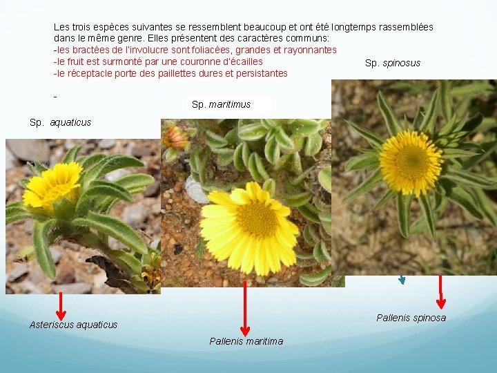 Les trois espèces suivantes se ressemblent beaucoup et ont été longtemps rassemblées dans le