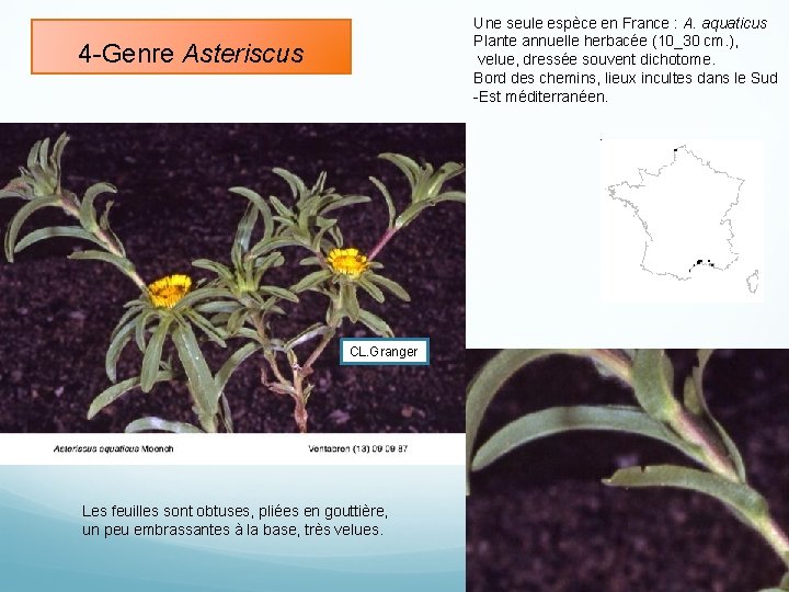 Une seule espèce en France : A. aquaticus Plante annuelle herbacée (10_30 cm. ),