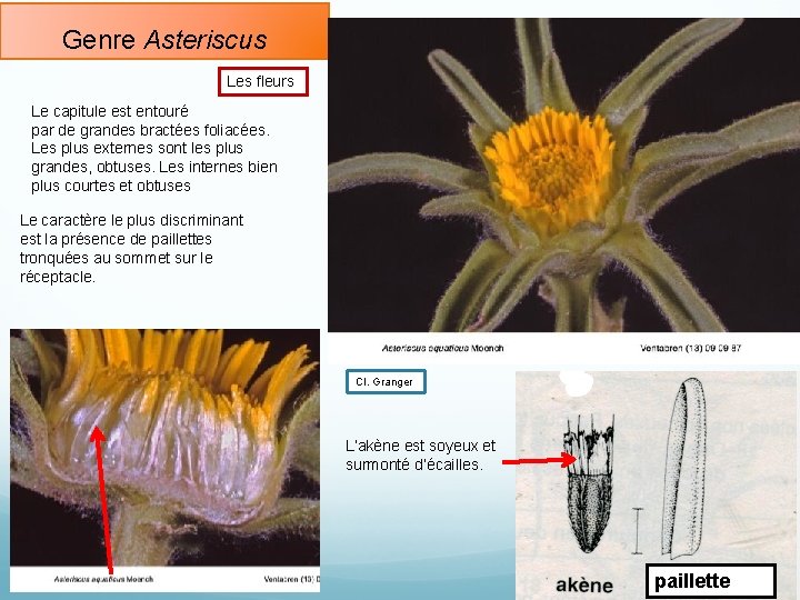 Genre Asteriscus Les fleurs Le capitule est entouré par de grandes bractées foliacées. Les