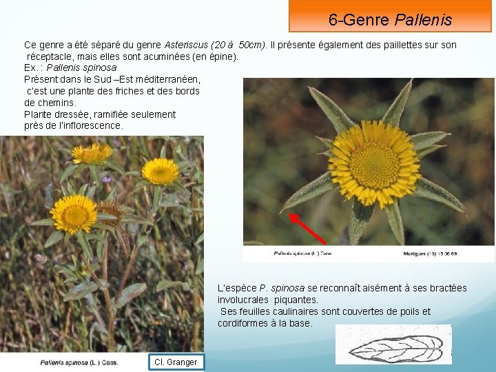 6 -Genre Pallenis Ce genre a été séparé du genre Asteriscus (20 à 50