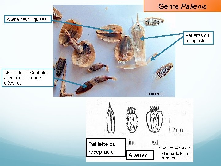 Genre Pallenis Akène des fl. ligulées Paillettes du réceptacle Akène des fl. Centrales avec