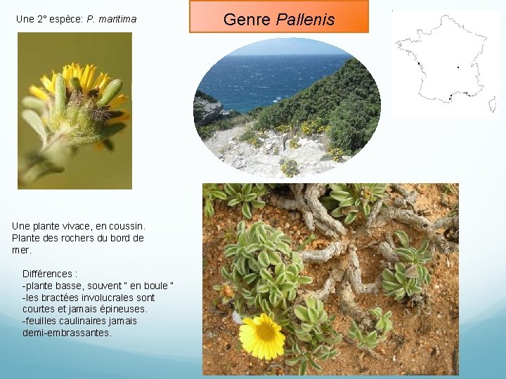 Une 2° espèce: P. maritima Une plante vivace, en coussin. Plante des rochers du