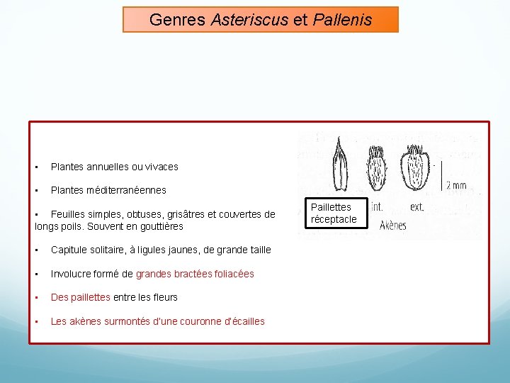 Genres Asteriscus et Pallenis • Plantes annuelles ou vivaces • Plantes méditerranéennes • Feuilles