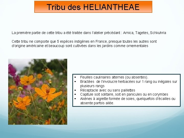 Tribu des HELIANTHEAE La première partie de cette tribu a été traitée dans l’atelier