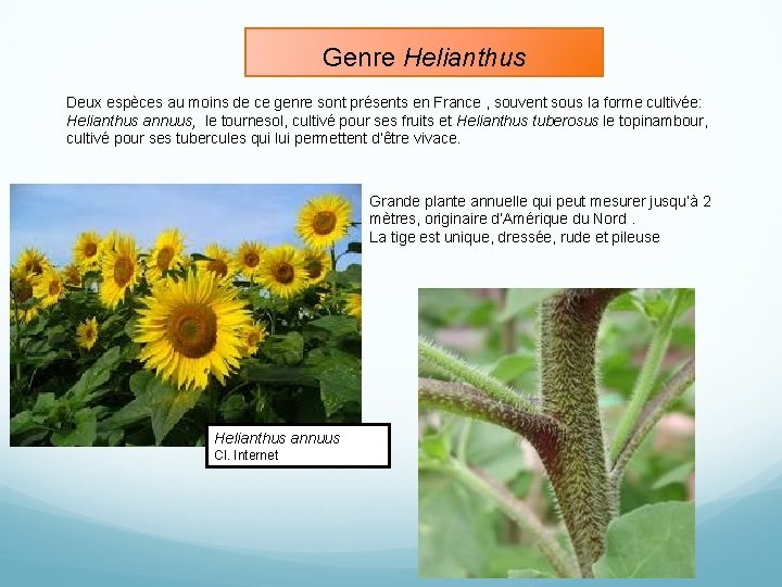 Genre Helianthus Deux espèces au moins de ce genre sont présents en France ,