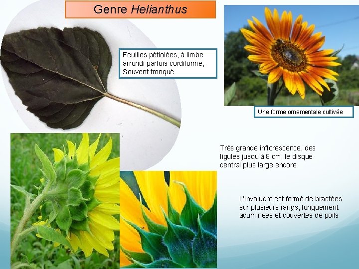Genre Helianthus Feuilles pétiolées, à limbe arrondi parfois cordiforme, Souvent tronqué. Une forme ornementale