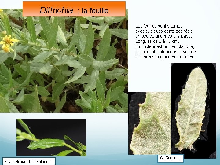 Dittrichia : la feuille Les feuilles sont alternes, avec quelques dents écartées, un peu