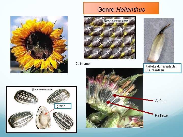 Genre Helianthus Cl. Internet Paillette du réceptacle Cl. Collardeau Akène graine Paillette 