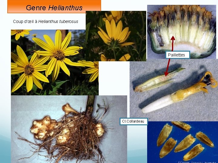 Genre Helianthus Coup d’œil à Helianthus tuberosus Paillettes Cl. Collardeau 