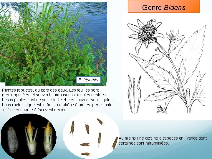 Genre Bidens B. tripartita Plantes robustes, du bord des eaux. Les feuilles sont gen.