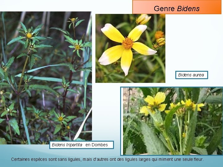 Genre Bidens aurea Bidens tripartita en Dombes Certaines espèces sont sans ligules, mais d’autres