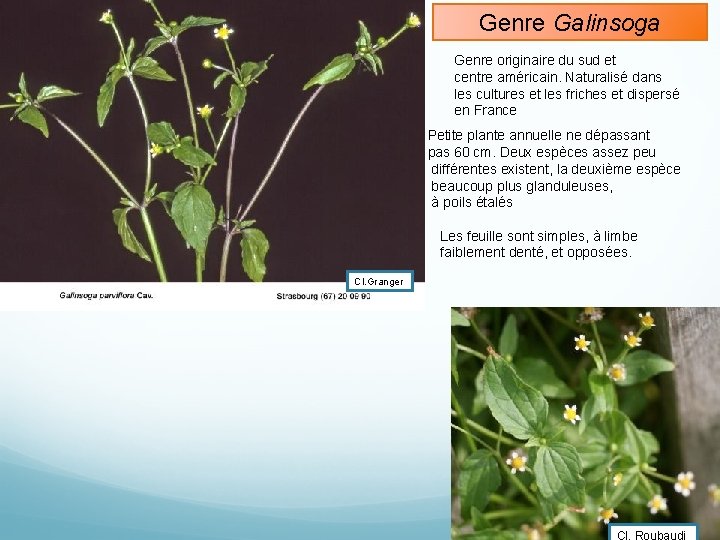 Genre Galinsoga Genre originaire du sud et centre américain. Naturalisé dans les cultures et