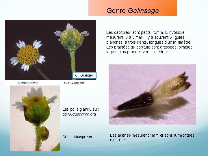 Genre Galinsoga Les capitules sont petits : 5 mm. L’involucre mesurent 3 à 5