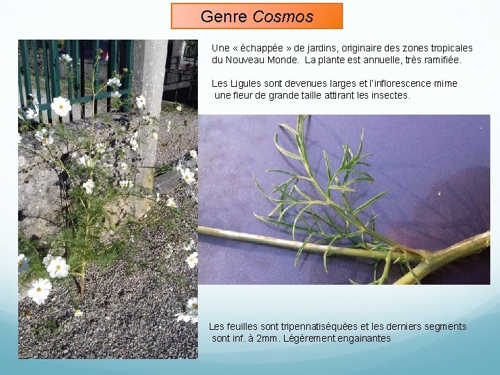 Genre Cosmos Une « échappée » de jardins, originaire des zones tropicales du Nouveau