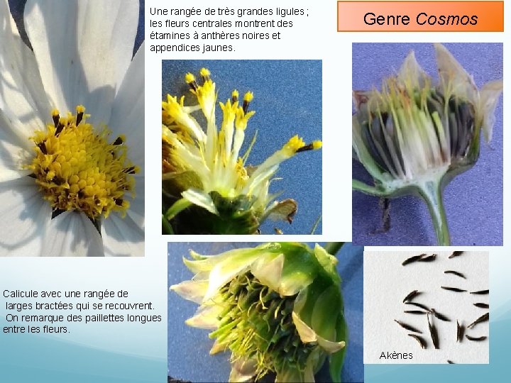Une rangée de très grandes ligules ; les fleurs centrales montrent des étamines à