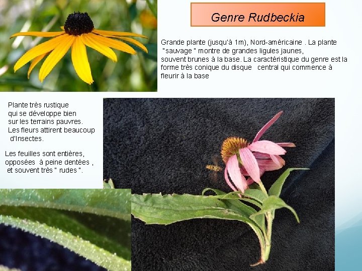 Genre Rudbeckia Grande plante (jusqu’à 1 m), Nord-américaine. La plante “sauvage “ montre de