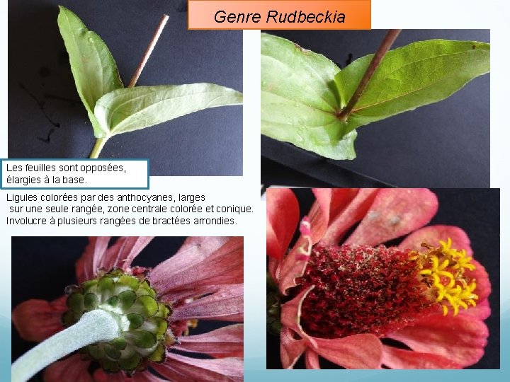 Genre Rudbeckia Les feuilles sont opposées, élargies à la base. Ligules colorées par des