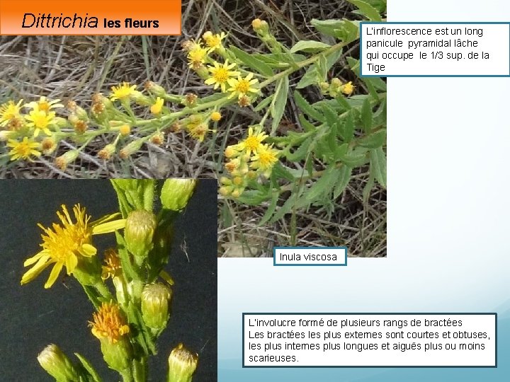 Dittrichia les fleurs L’inflorescence est un long panicule pyramidal lâche qui occupe le 1/3