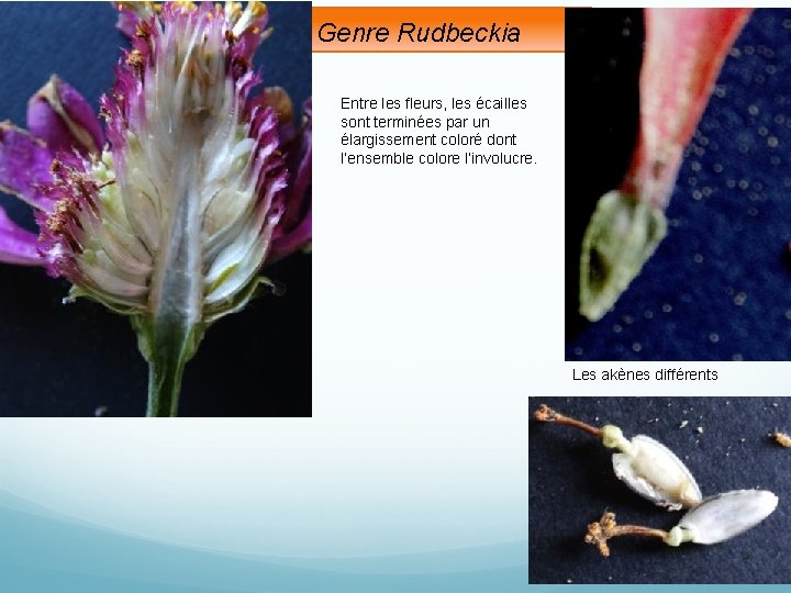 Genre Rudbeckia Entre les fleurs, les écailles sont terminées par un élargissement coloré dont