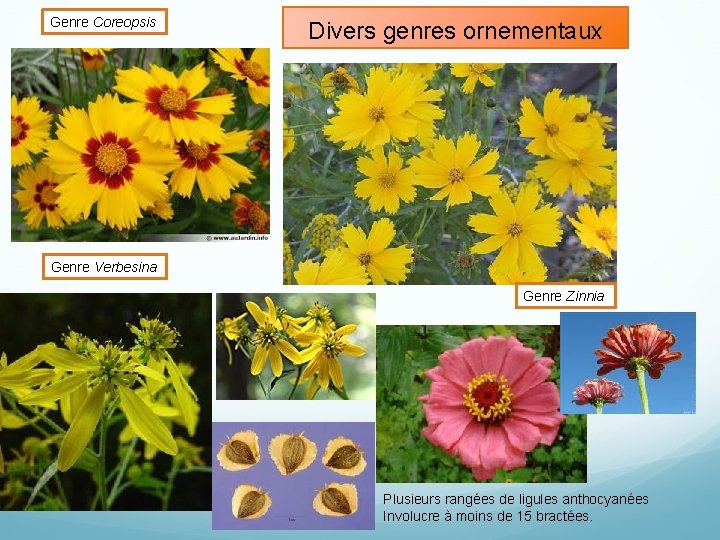 Genre Coreopsis Divers genres ornementaux Genre Verbesina Genre Zinnia Plusieurs rangées de ligules anthocyanées