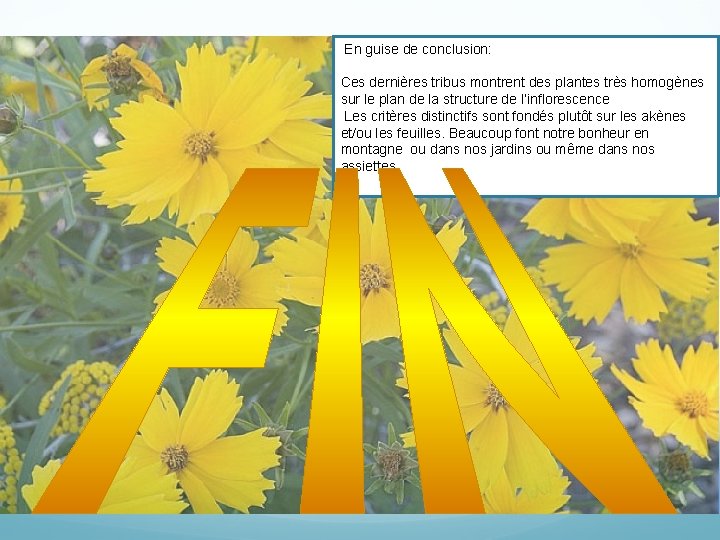 En guise de conclusion: Ces dernières tribus montrent des plantes très homogènes sur le