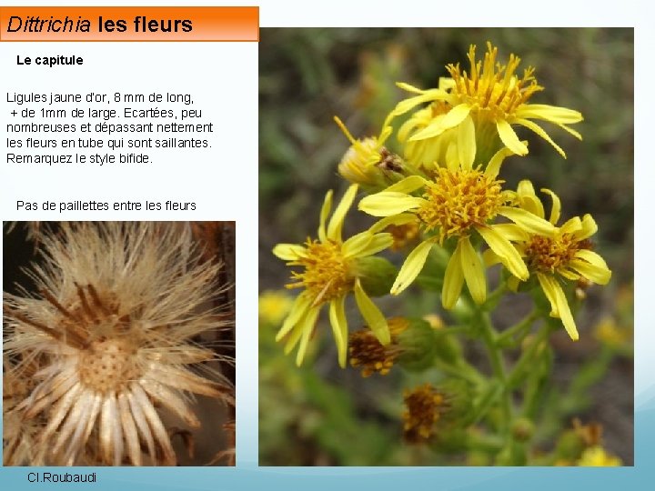 Dittrichia les fleurs Le capitule Ligules jaune d’or, 8 mm de long, + de