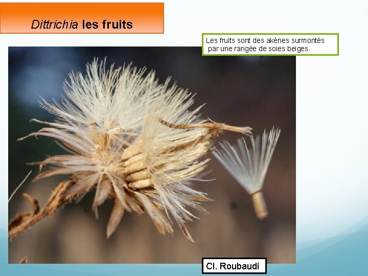 Dittrichia les fruits Les fruits sont des akènes surmontés par une rangée de soies