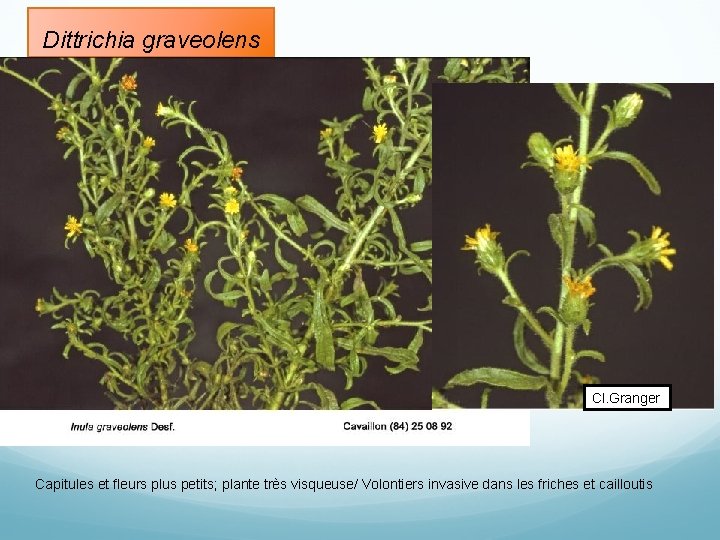 Dittrichia graveolens Cl. Granger Capitules et fleurs plus petits; plante très visqueuse/ Volontiers invasive