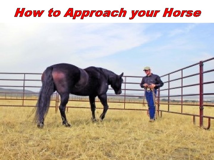 How to Approach your Horse 
