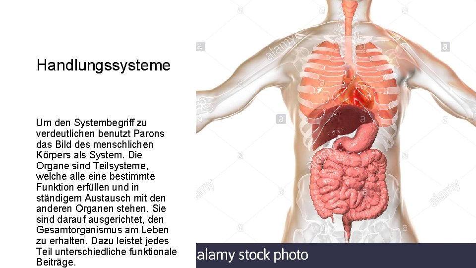 Handlungssysteme Um den Systembegriff zu verdeutlichen benutzt Parons das Bild des menschlichen Körpers als