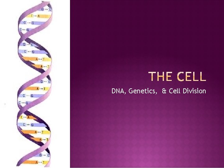 DNA, Genetics, & Cell Division 