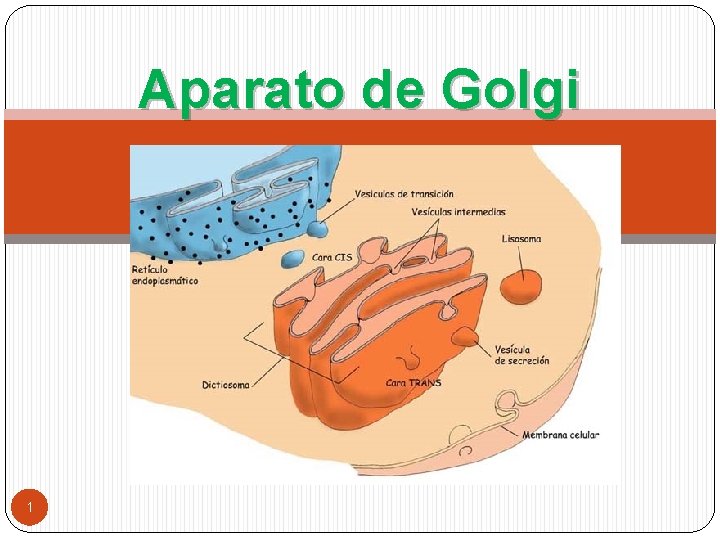 Aparato de Golgi 1 