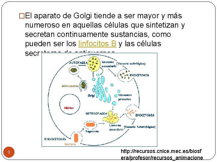 �El aparato de Golgi tiende a ser mayor y más numeroso en aquellas células