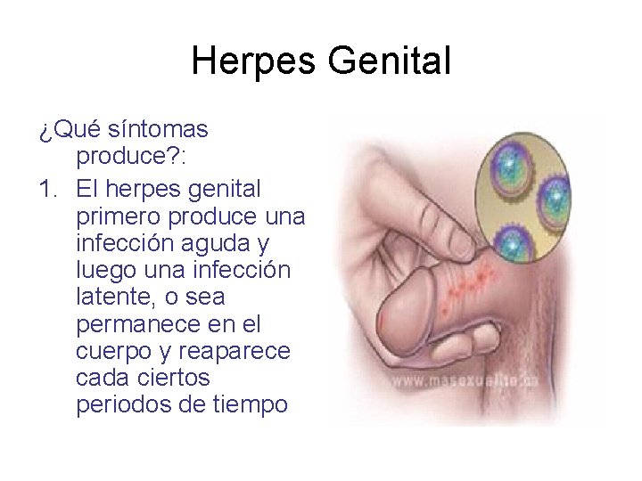 Herpes Genital ¿Qué síntomas produce? : 1. El herpes genital primero produce una infección