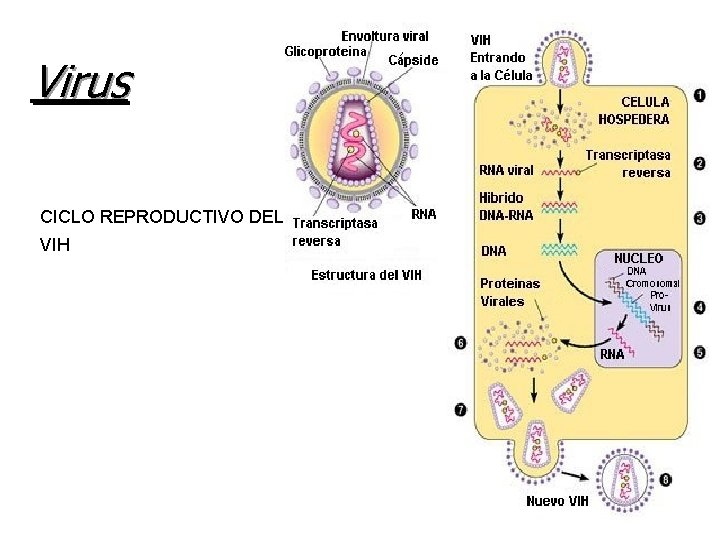 Virus CICLO REPRODUCTIVO DEL VIH 