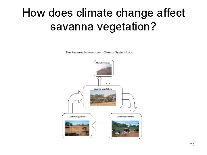 How does climate change affect savanna vegetation? 22 
