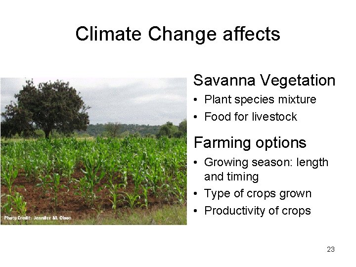 Climate Change affects Savanna Vegetation • Plant species mixture • Food for livestock Farming