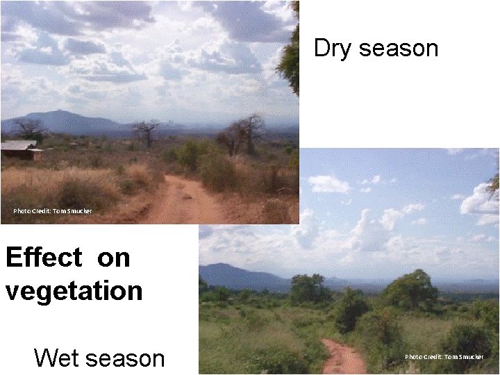 Dry season Photo Credit: Tom Smucker Effect on vegetation Wet season Photo Credit: Tom