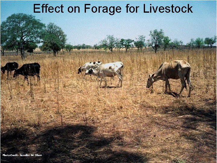 Effect on Forage for Livestock 26 