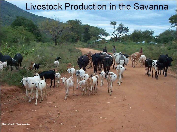 Livestock Production in the Savanna 31 