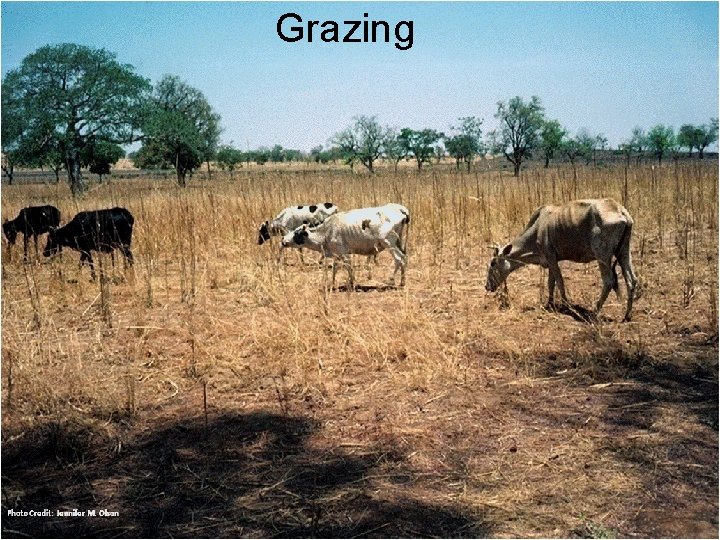 Grazing 37 