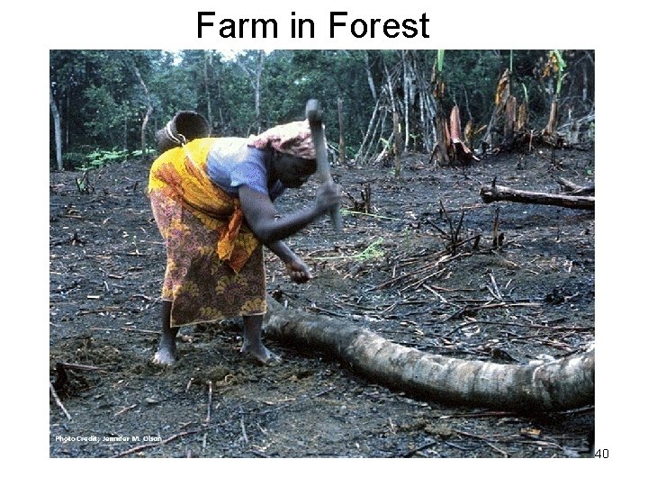 Farm in Forest Photo Credit: Jennifer M. Olson 40 