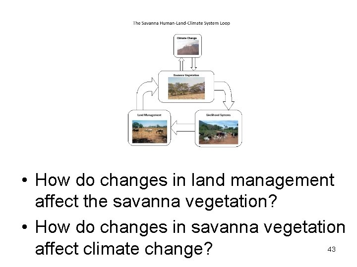  • How do changes in land management affect the savanna vegetation? • How