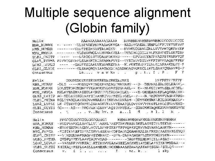 Multiple sequence alignment (Globin family) 