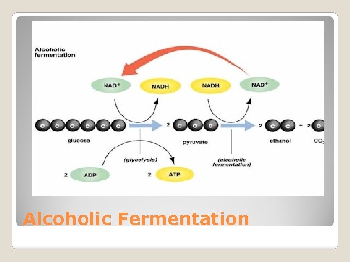 Alcoholic Fermentation 